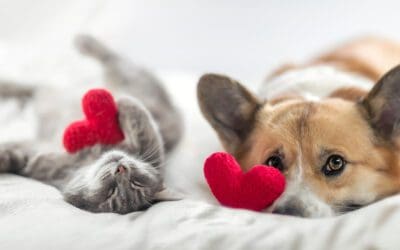 National Love Your Pets Day: Celebrating Our Furry Friends